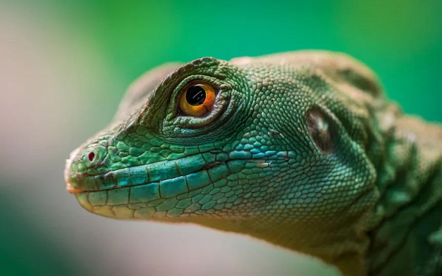 Lizard