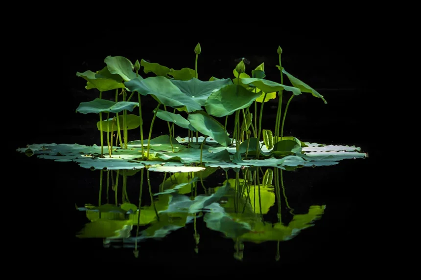 Lotus