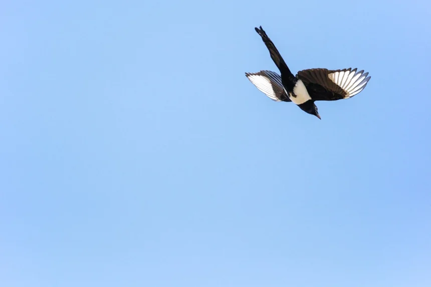 Magpie