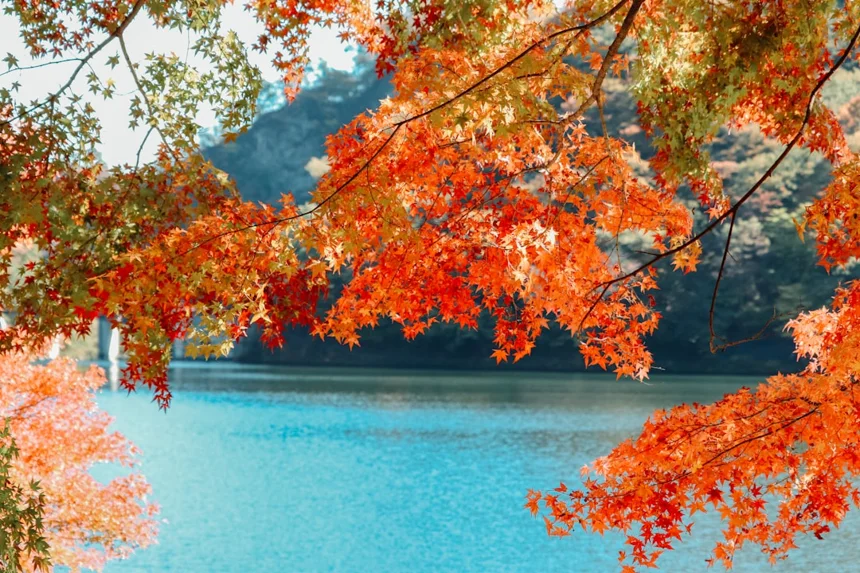 Maple