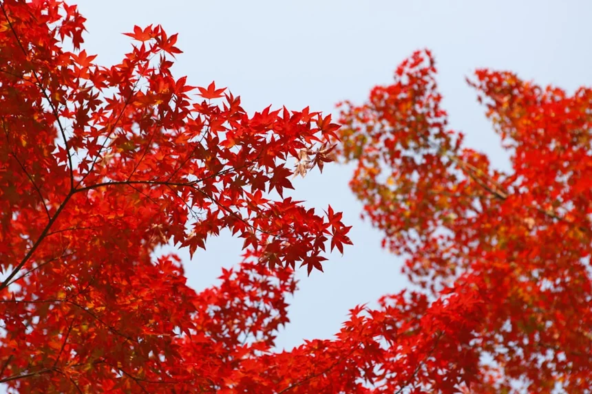 Maple