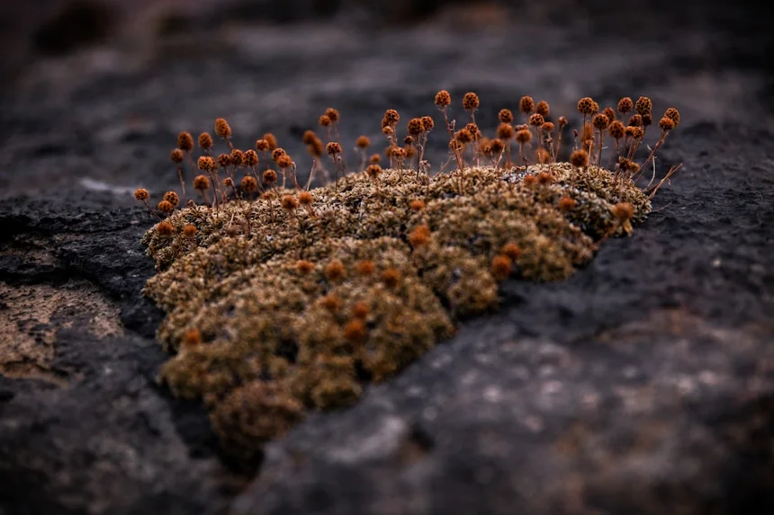 Mold