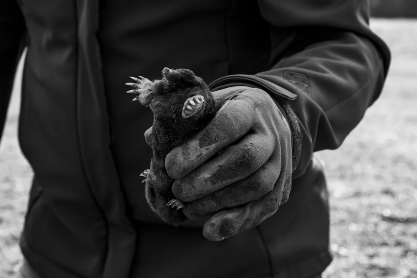 Mole