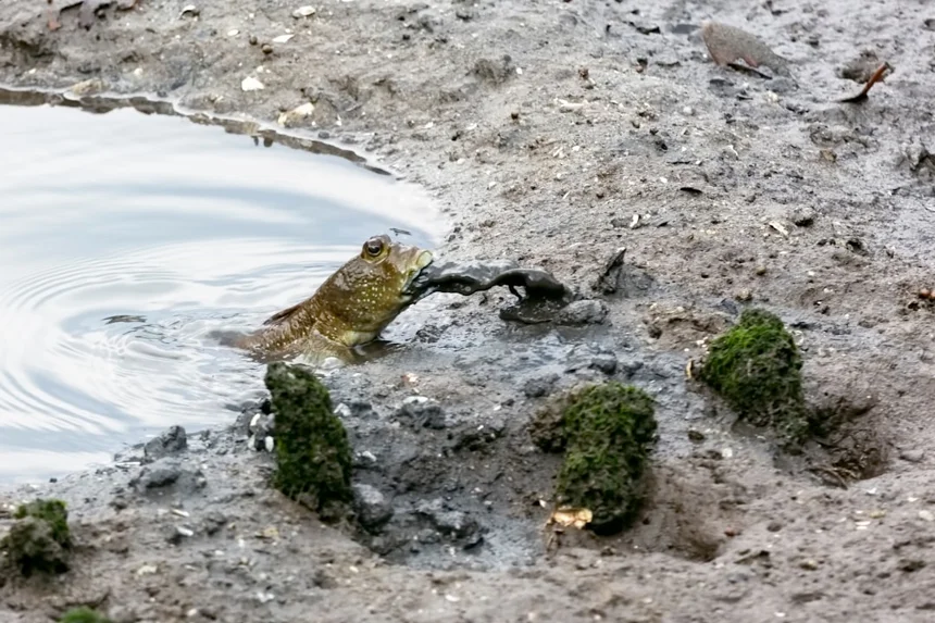 Mudflat