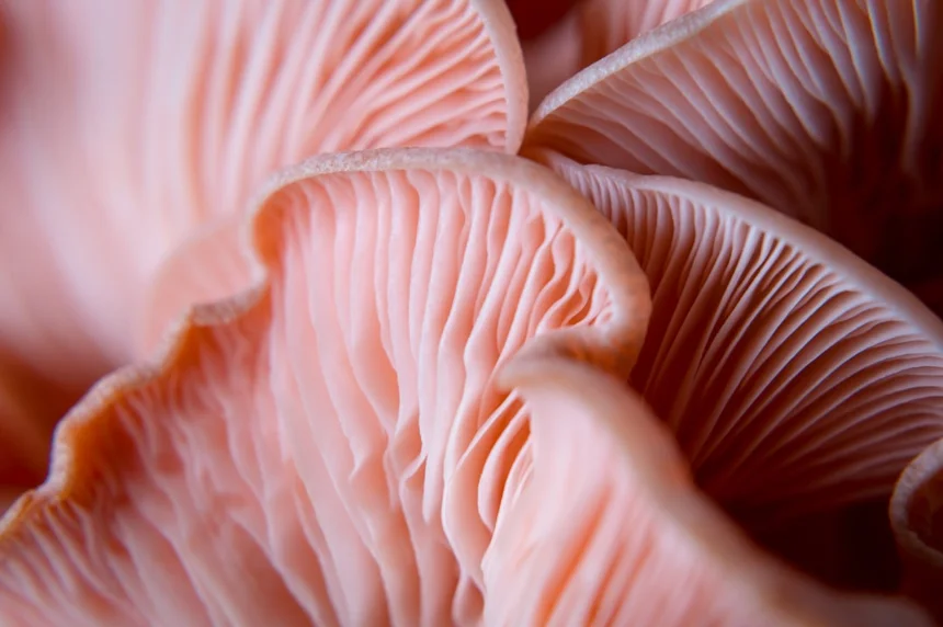 Mushroom