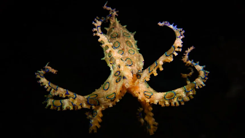 Octopus