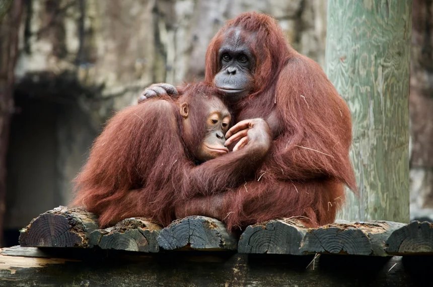 Orangutan