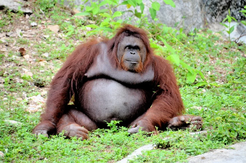 Orangutan