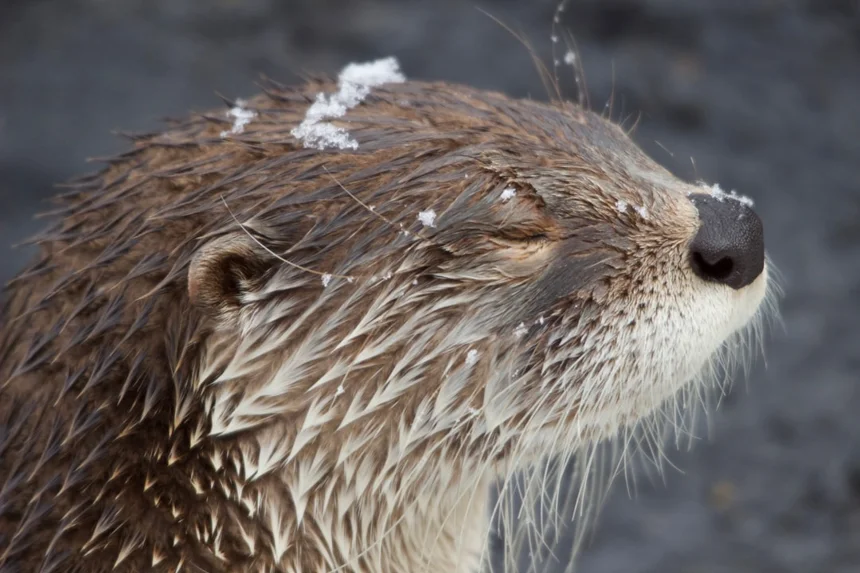 Otter