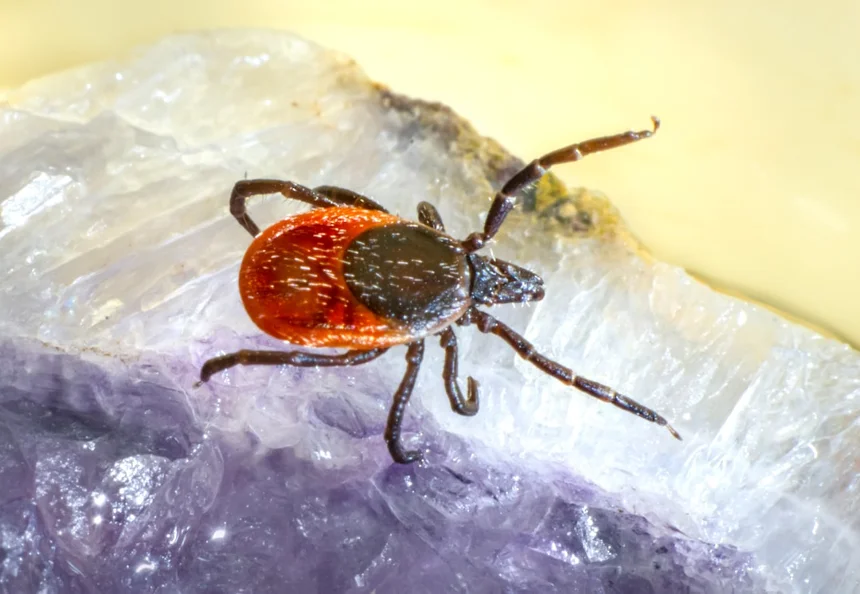 Parasite