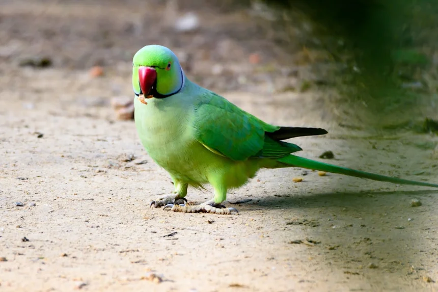 Parrot