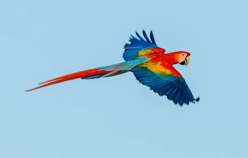 Parrot
