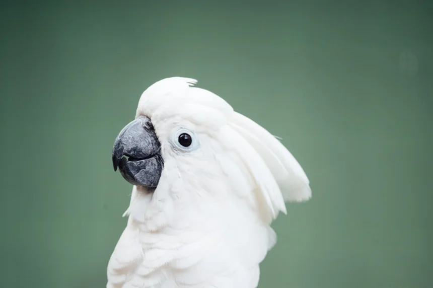 Parrot