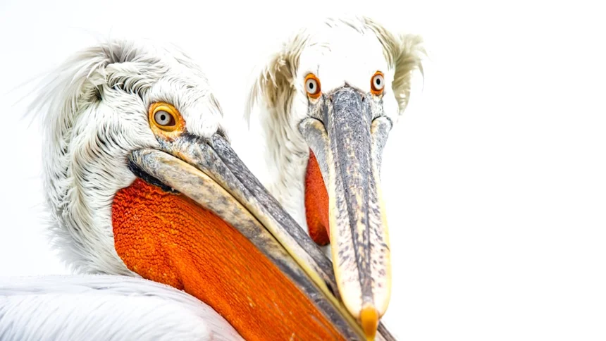 Pelican