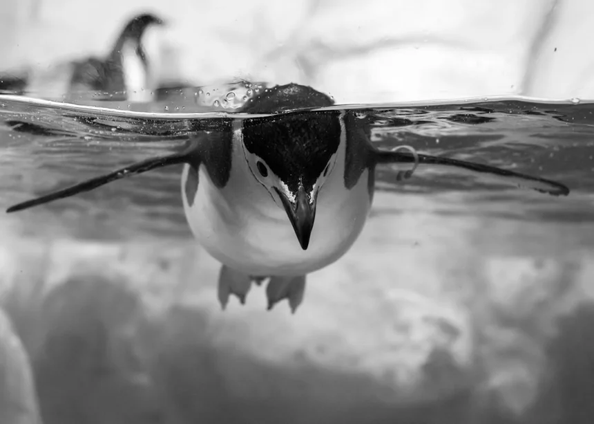 Penguin