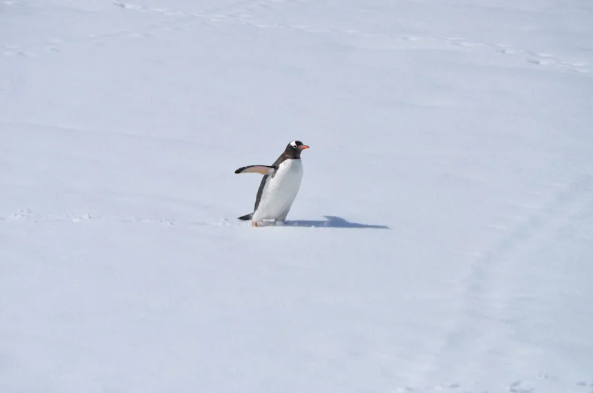 Penguin