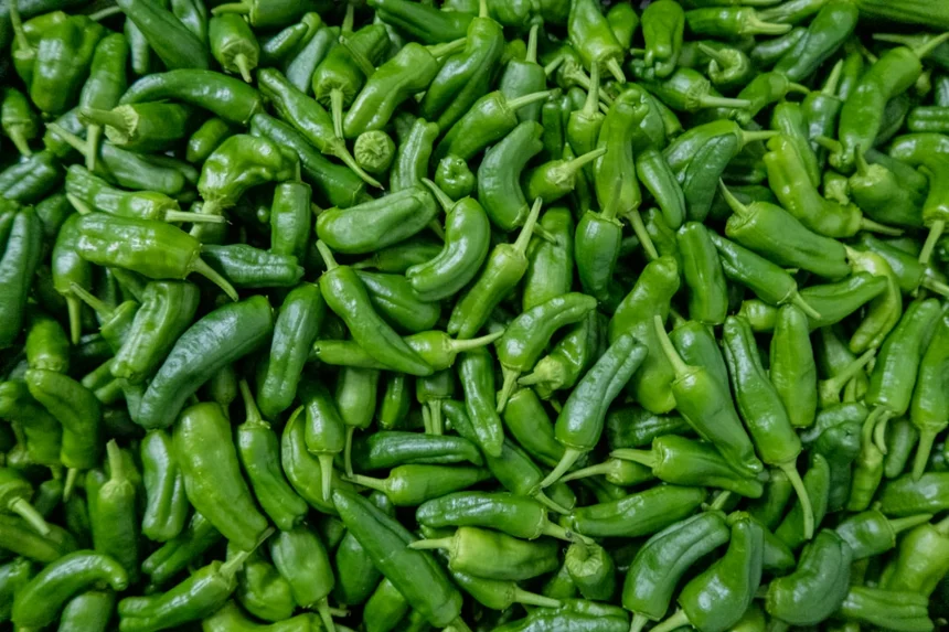 Pepper