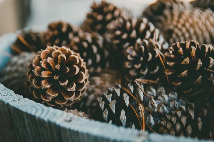 Pinecone