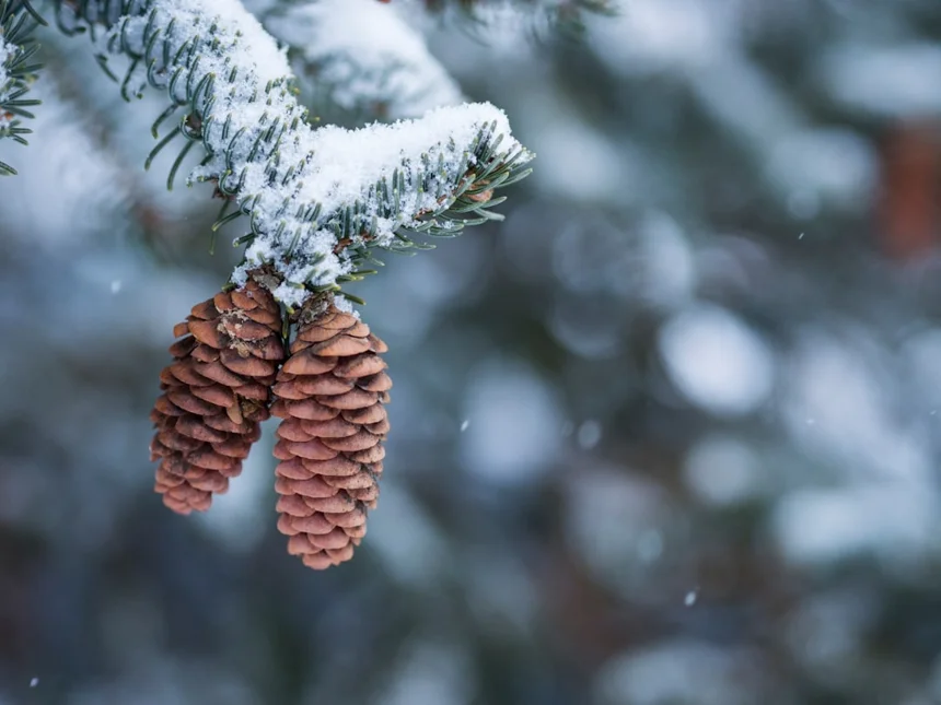 Pinecone
