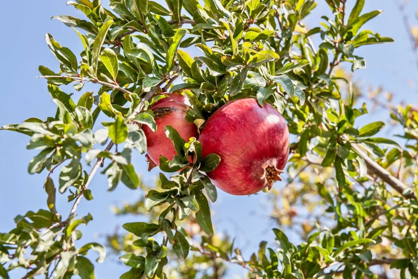 Pomegranate