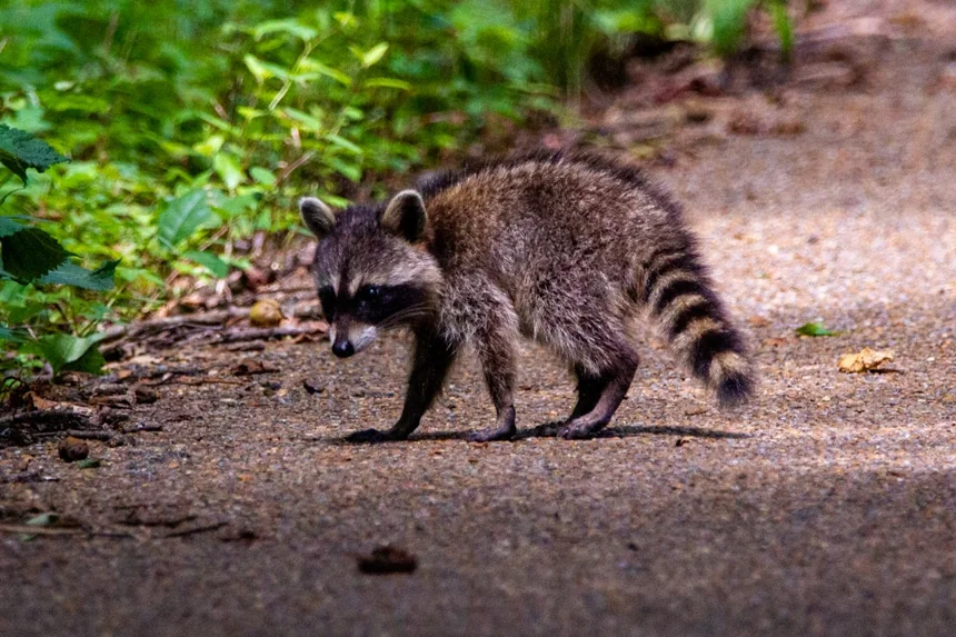 Raccoon