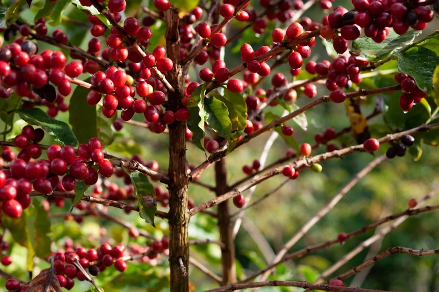 Red bean