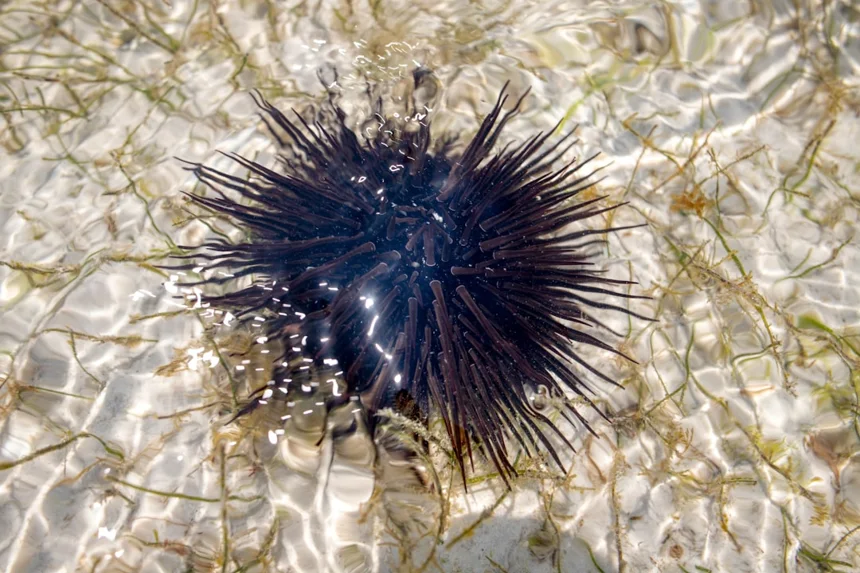 Sea urchin