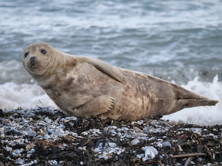 Seal