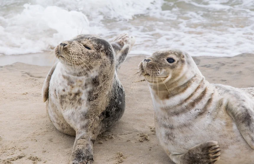 Seal
