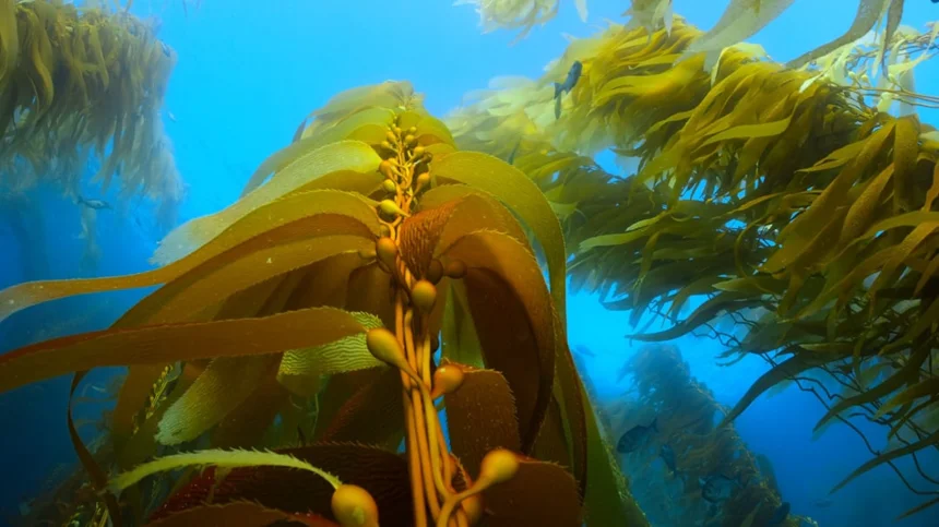Seaweed