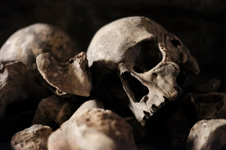Skull