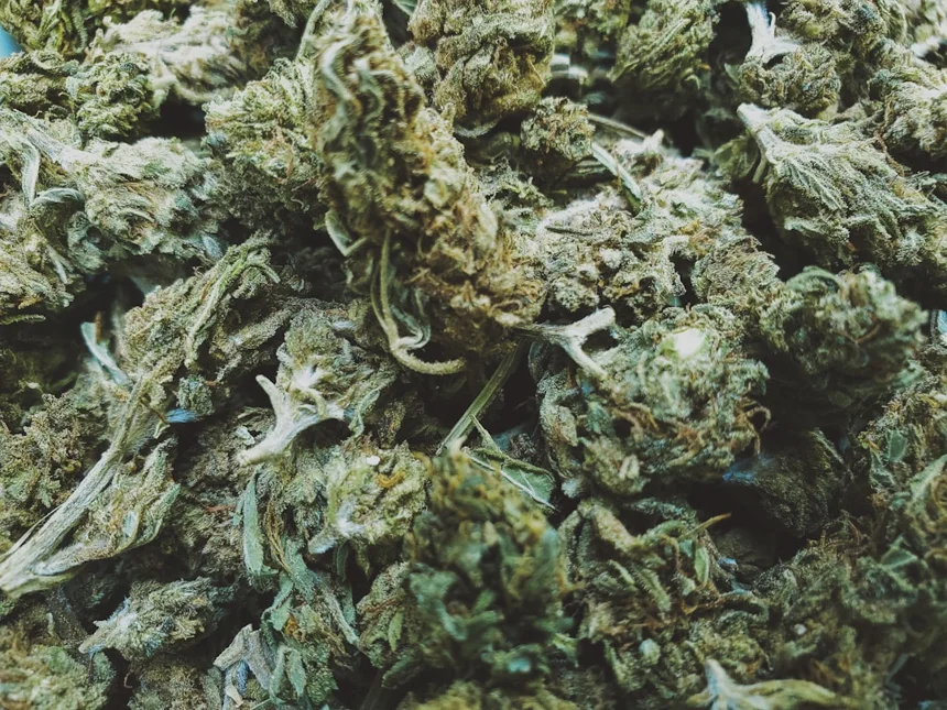 Skunk