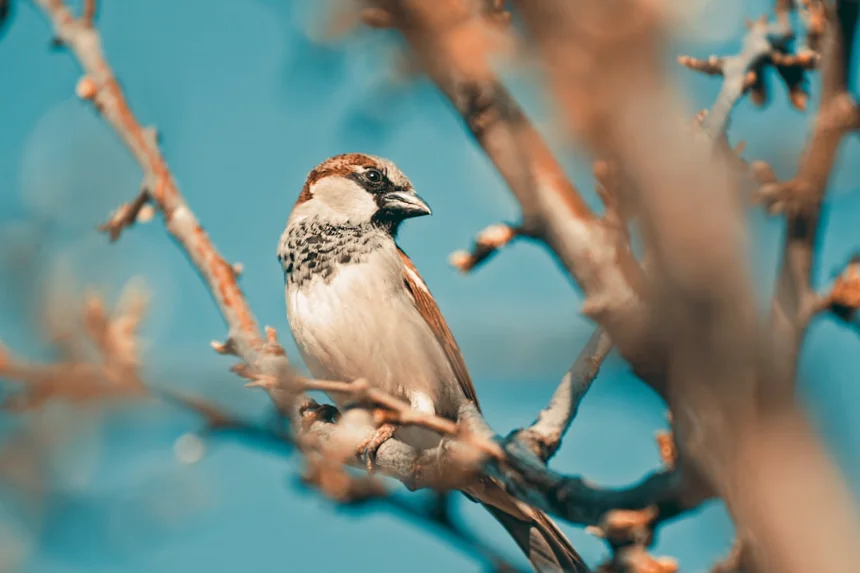 Sparrow