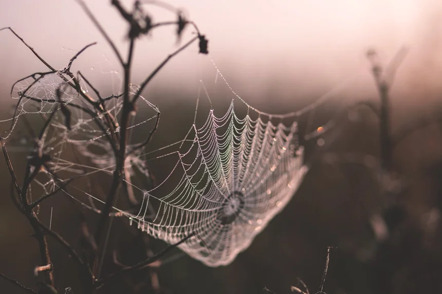 Spider