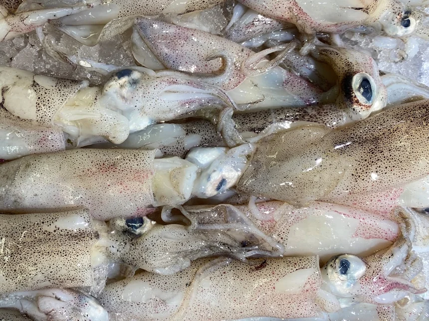 Squid
