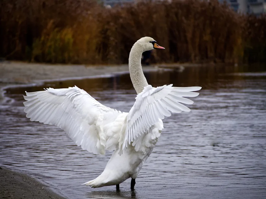 Swan