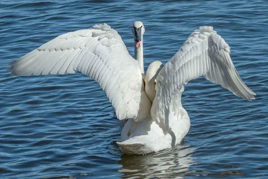 Swan