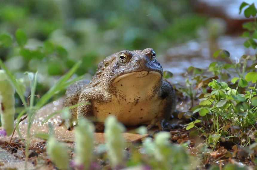 Tadpole
