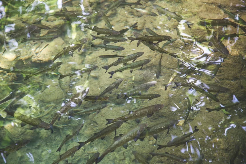 Tadpole