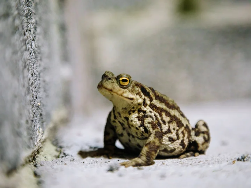Toad