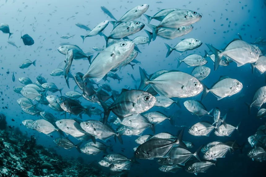 Tuna