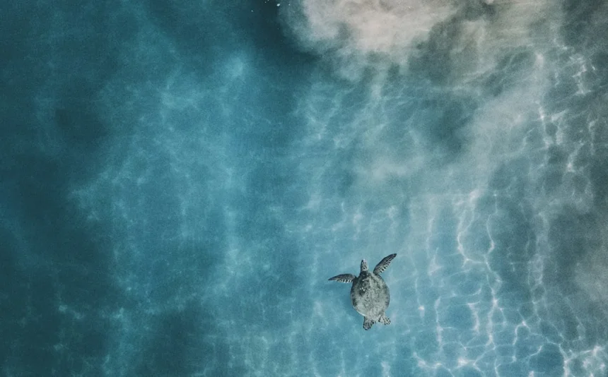 Turtle