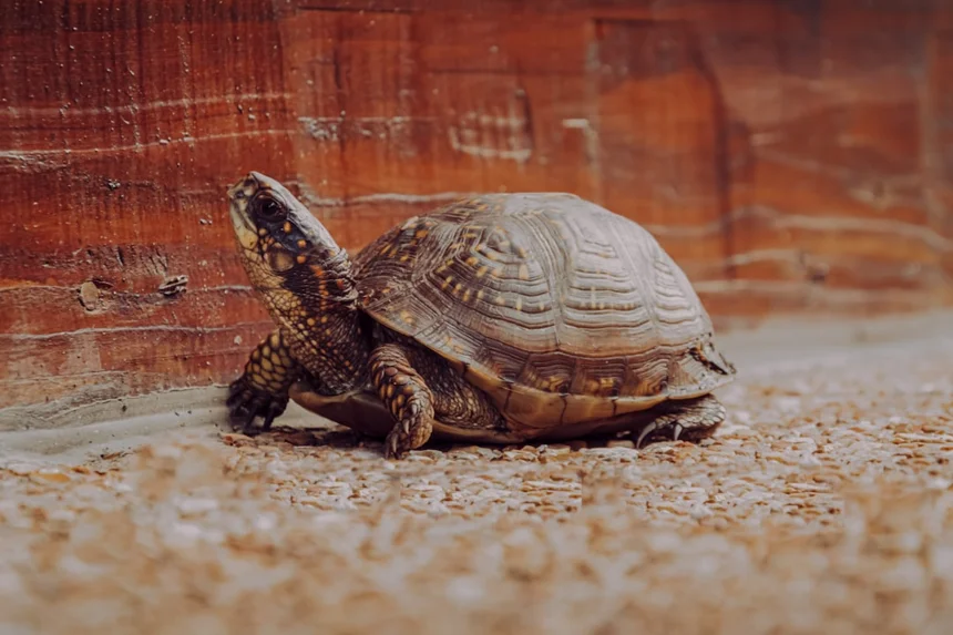 Turtle