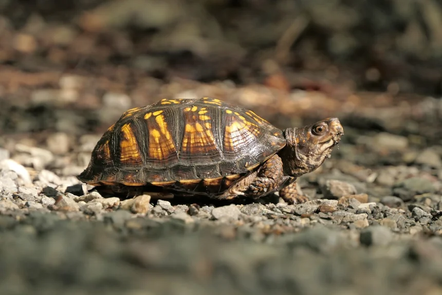 Turtle