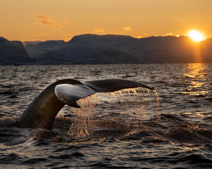 Whale