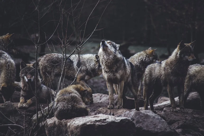 Wolf