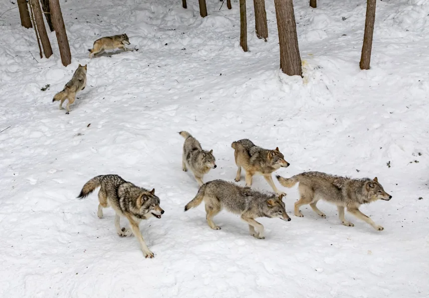 Wolf