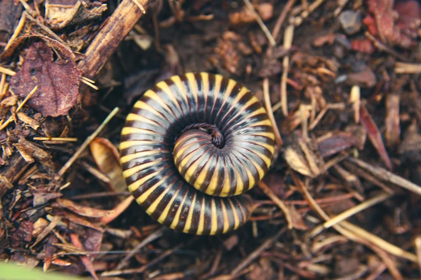 Worm