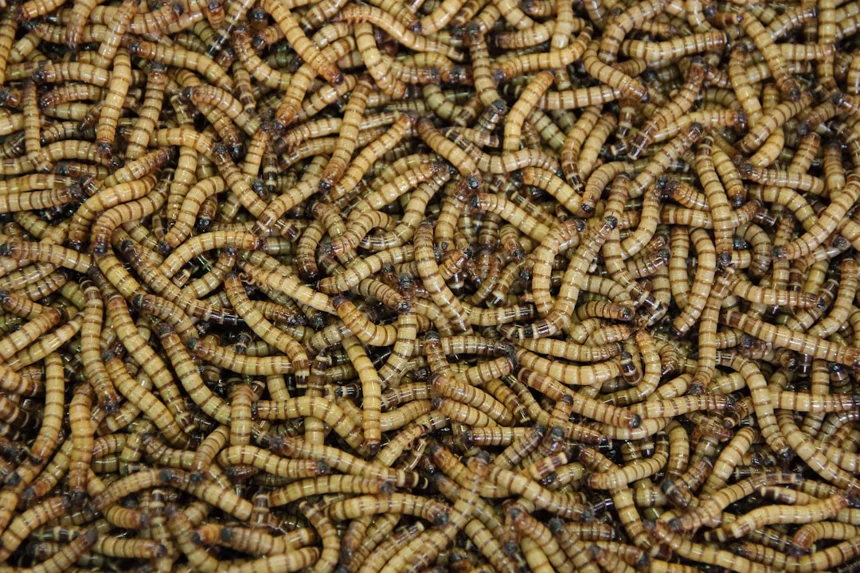 Worms