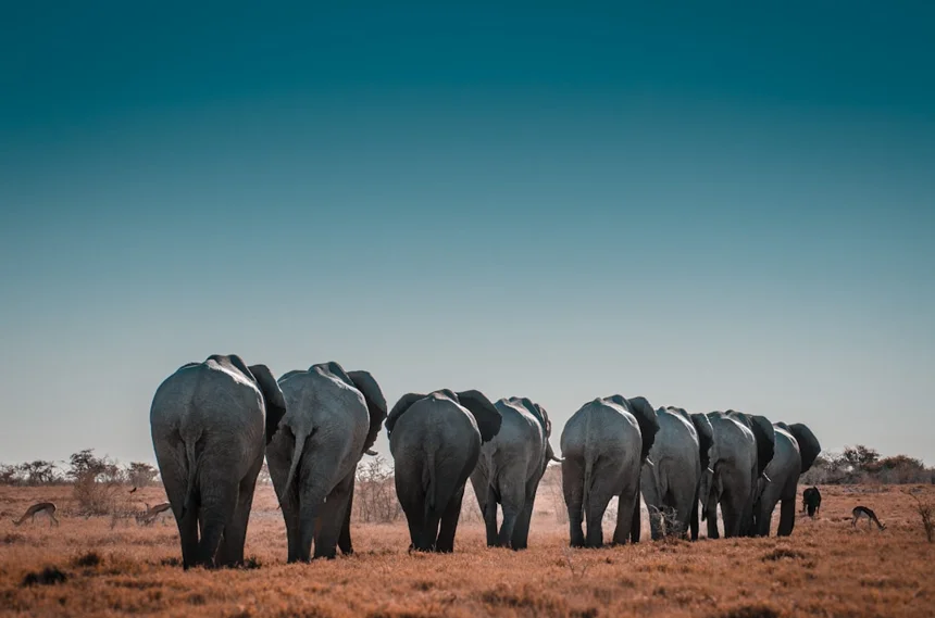 elephant